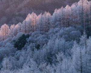 Превью обои деревья, лес, мороз, зима, холод