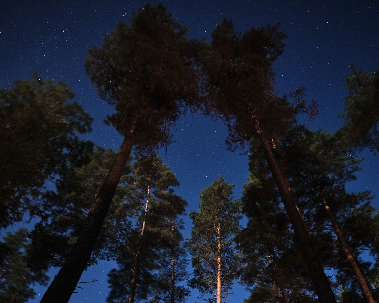 Уральский лес ночью