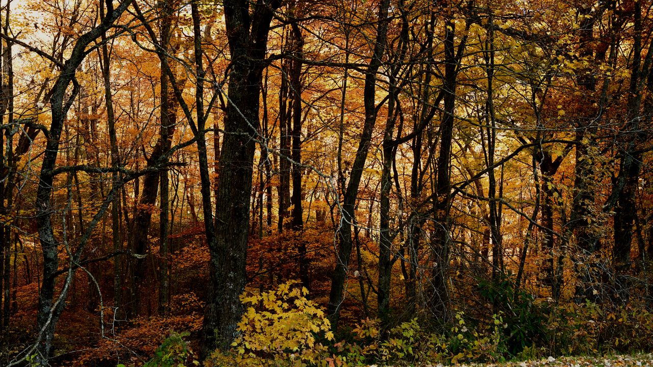 Обои деревья, лес, осень, листья, пейзаж, природа