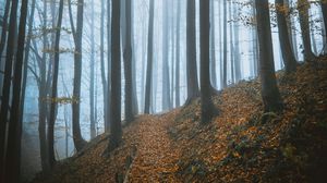 Превью обои деревья, лес, осень, туман, природа