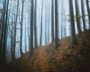 Превью обои деревья, лес, осень, туман, природа