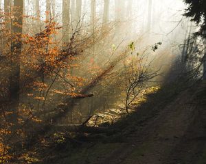 Превью обои деревья, лес, осень, солнечный, свет, утро, рассвет