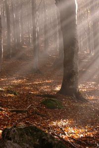 Превью обои деревья, лес, осень, листья, палки, солнце, лучи, свет