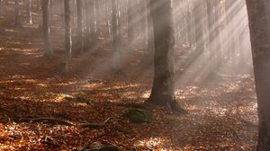 Превью обои деревья, лес, осень, листья, палки, солнце, лучи, свет