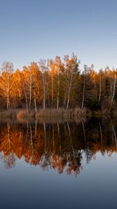 Превью обои деревья, лес, отражение, озеро, осень, пейзаж