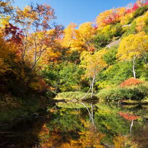 Превью обои деревья, лес, озеро, отражение, осень, пейзаж