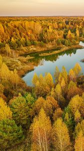 Превью обои деревья, лес, озеро, осень, пейзаж, вид сверху