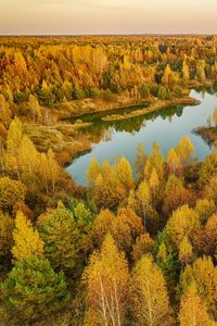 Превью обои деревья, лес, озеро, осень, пейзаж, вид сверху