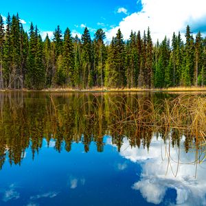 Превью обои деревья, лес, озеро, отражение, природа, пейзаж