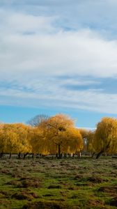 Превью обои деревья, лес, поле, облака, небо, природа
