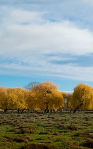 Превью обои деревья, лес, поле, облака, небо, природа