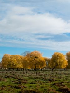 Превью обои деревья, лес, поле, облака, небо, природа