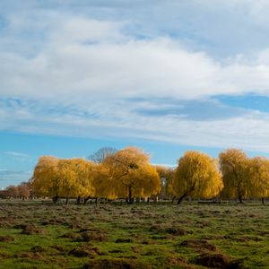 Превью обои деревья, лес, поле, облака, небо, природа