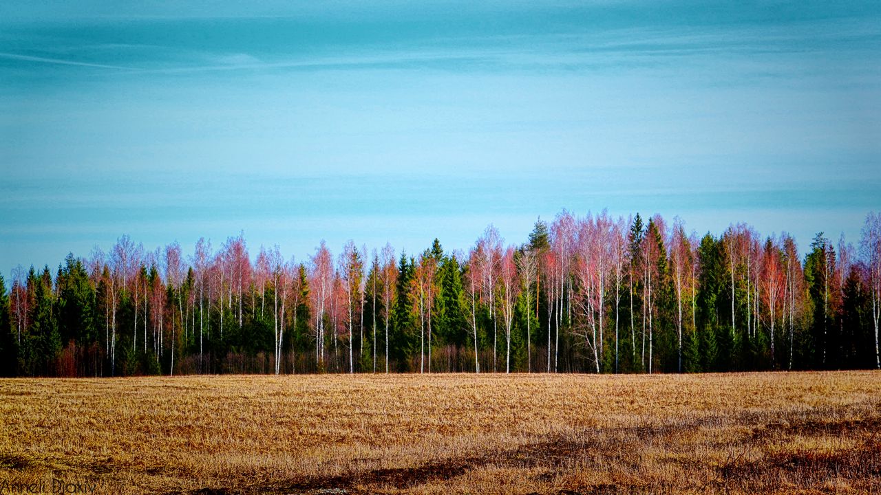 Фон с полем и лесом