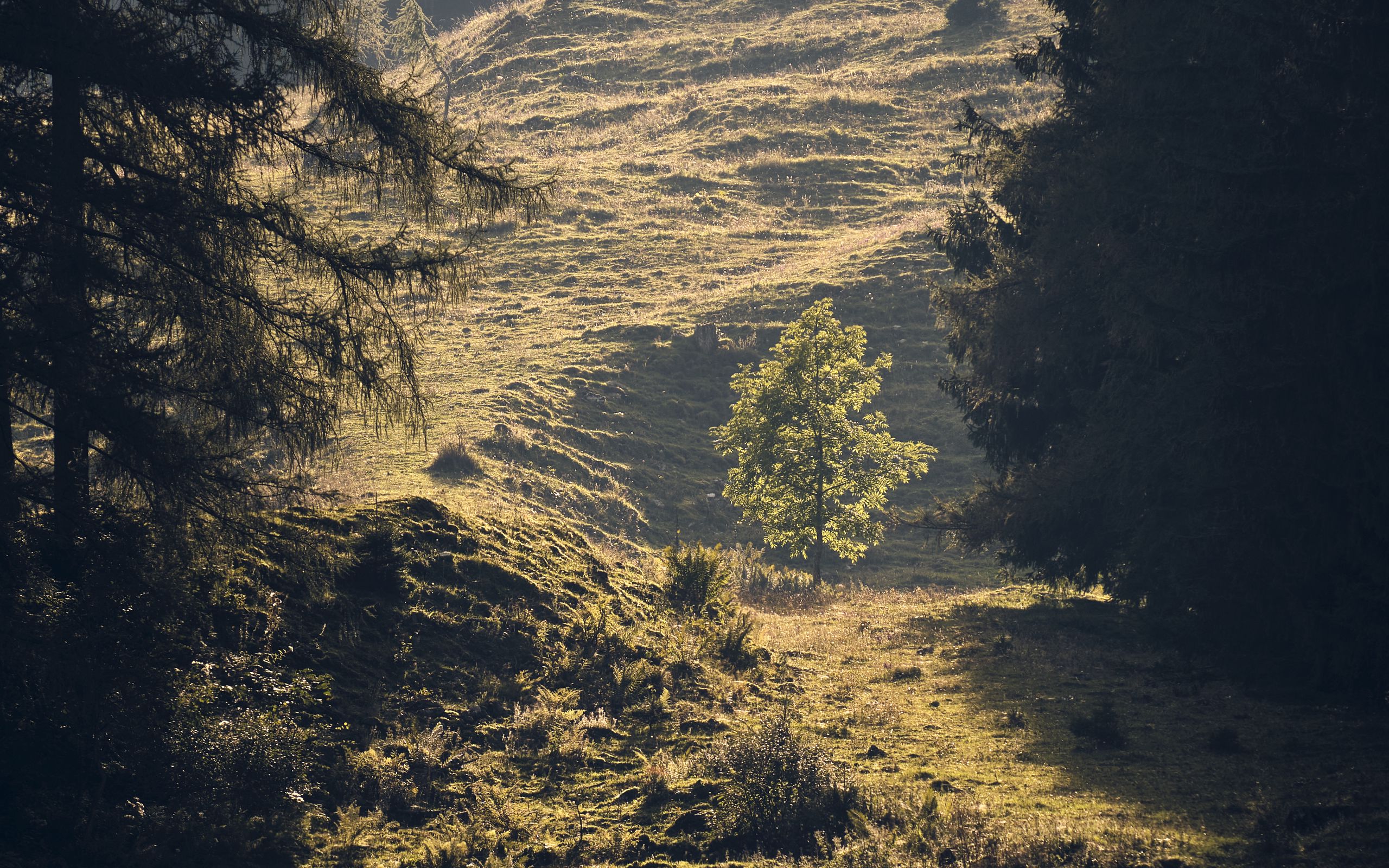 Forest glade. Пейзаж Поляна в лесу.