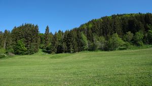 Превью обои деревья, лес, поляна, пейзаж