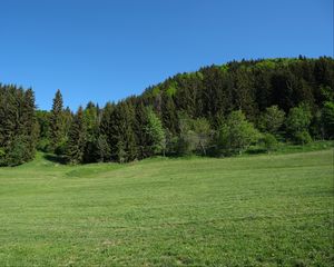 Превью обои деревья, лес, поляна, пейзаж