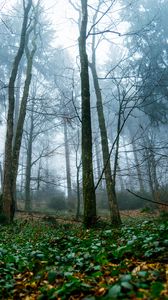 Превью обои деревья, лес, природа, пейзаж, туман