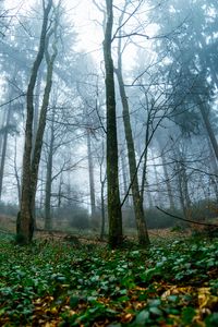 Превью обои деревья, лес, природа, пейзаж, туман
