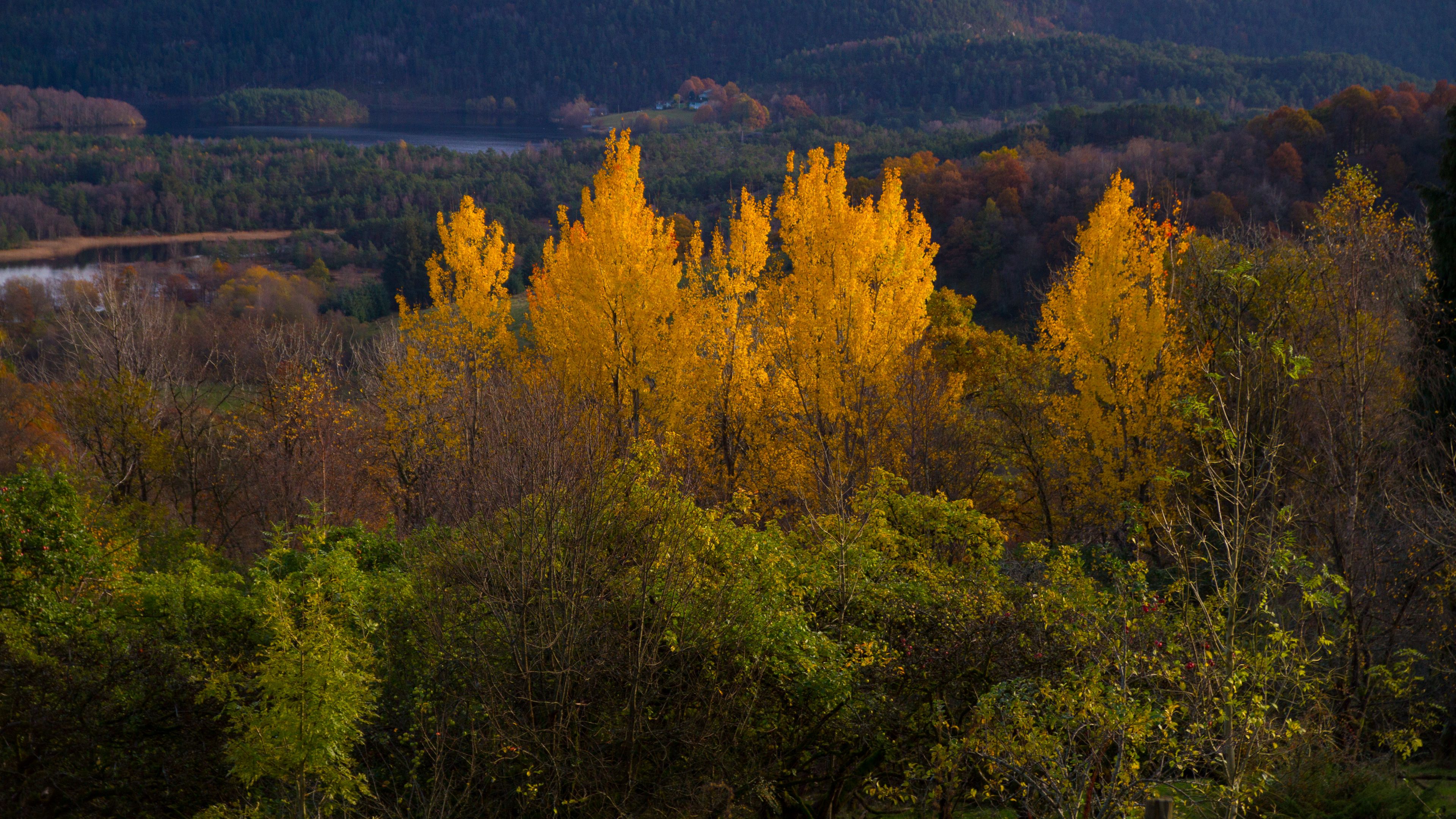 Саровский лес осень