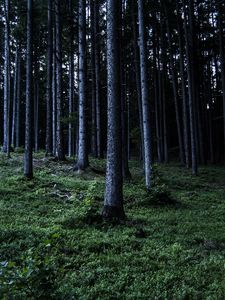Превью обои деревья, лес, природа, трава