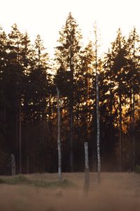Превью обои деревья, лес, природа, свет