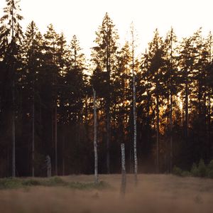 Превью обои деревья, лес, природа, свет