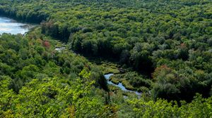 Превью обои деревья, лес, река, трава, природа