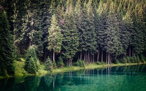 Превью обои деревья, лес, река, отражение