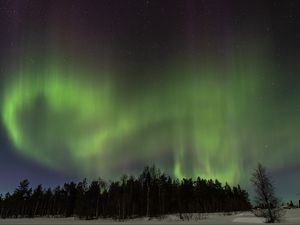 Превью обои деревья, лес, северное сияние, ночь