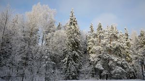 Превью обои деревья, лес, снег, зима, природа