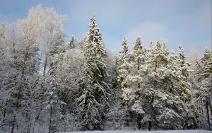 Превью обои деревья, лес, снег, зима, природа