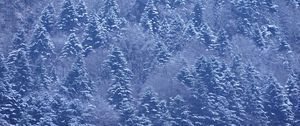 Превью обои деревья, лес, снег, зима, природа, пейзаж