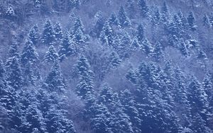 Превью обои деревья, лес, снег, зима, природа, пейзаж