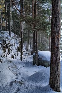 Превью обои деревья, лес, снег, следы, зима