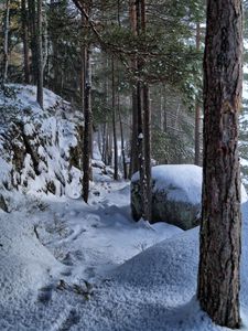 Превью обои деревья, лес, снег, следы, зима