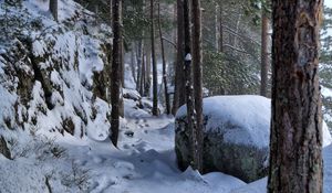 Превью обои деревья, лес, снег, следы, зима