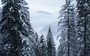 Превью обои деревья, лес, снег, зима, пейзаж