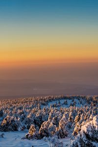 Превью обои деревья, лес, снег, зима, рассвет