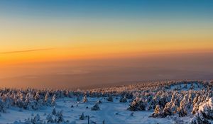 Превью обои деревья, лес, снег, зима, рассвет