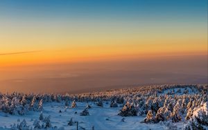 Превью обои деревья, лес, снег, зима, рассвет