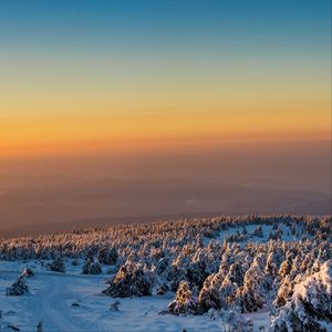 Превью обои деревья, лес, снег, зима, рассвет