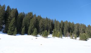 Превью обои деревья, лес, снег, пейзаж, зима