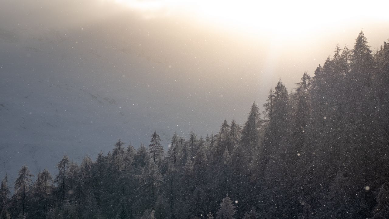 Обои деревья, лес, снег, туман