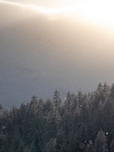 Превью обои деревья, лес, снег, туман