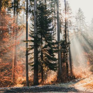 Превью обои деревья, лес, солнечный свет, природа