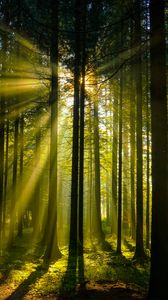 Превью обои деревья, лес, солнечный свет, пейзаж