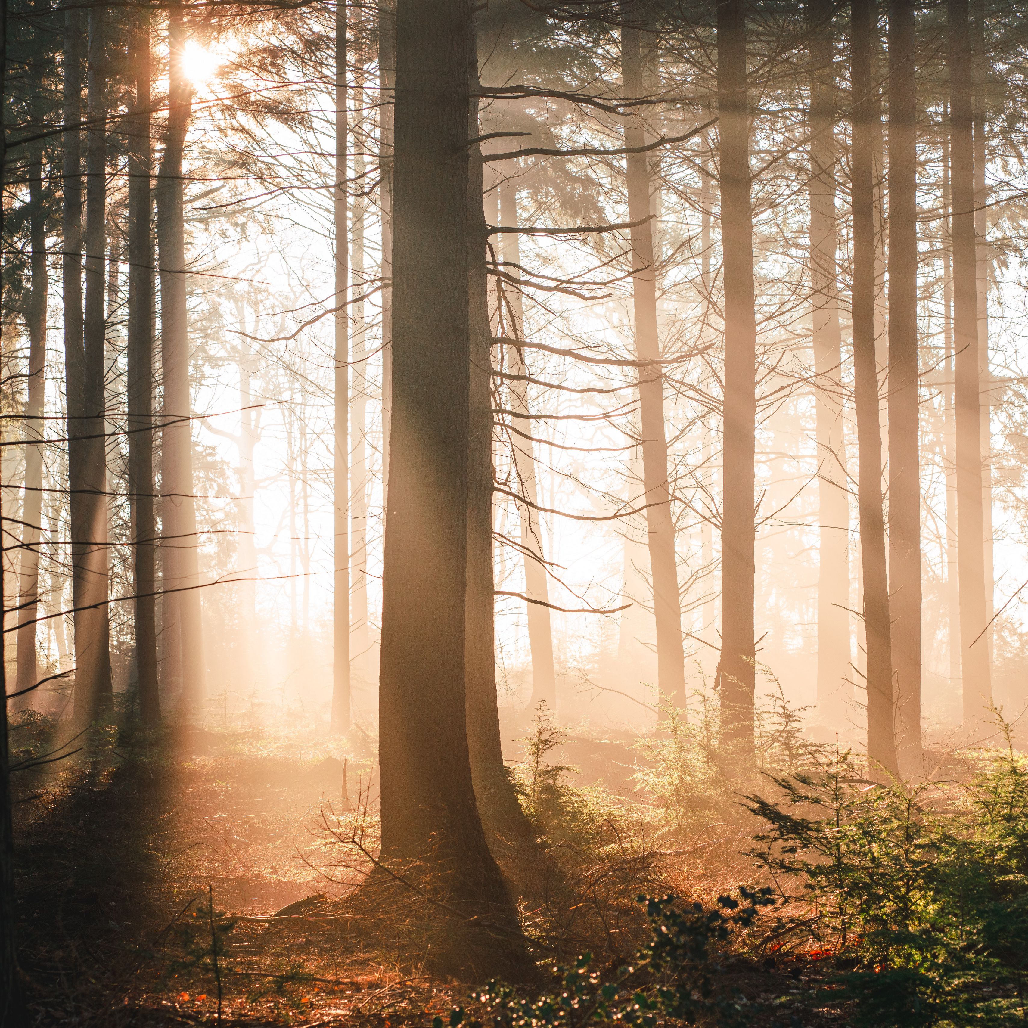 Лес солнце и звезды. "Солнце в лесу". Лучи солнца в лесу. Солнечный лес. Красивые картинки.