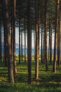 Превью обои деревья, лес, сосны, трава, река