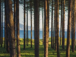 Превью обои деревья, лес, сосны, трава, река